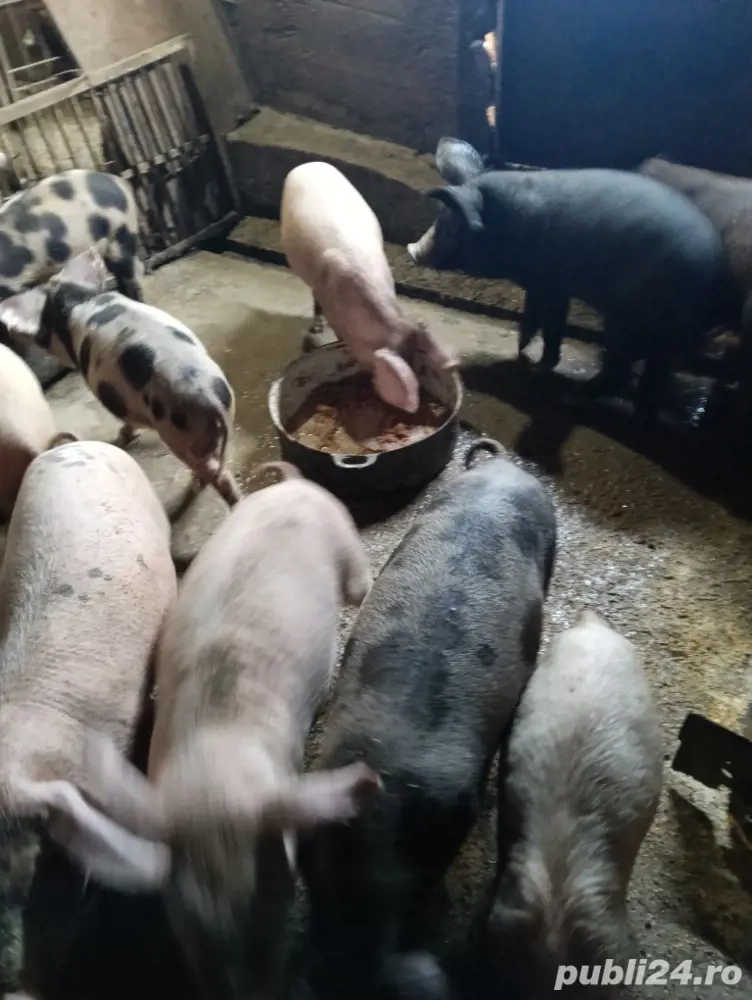 vind purceii saldani vind purceii saldani