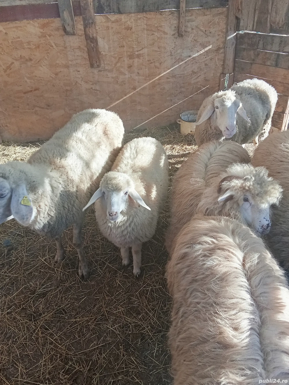 oi de vanzare oi de vanzare