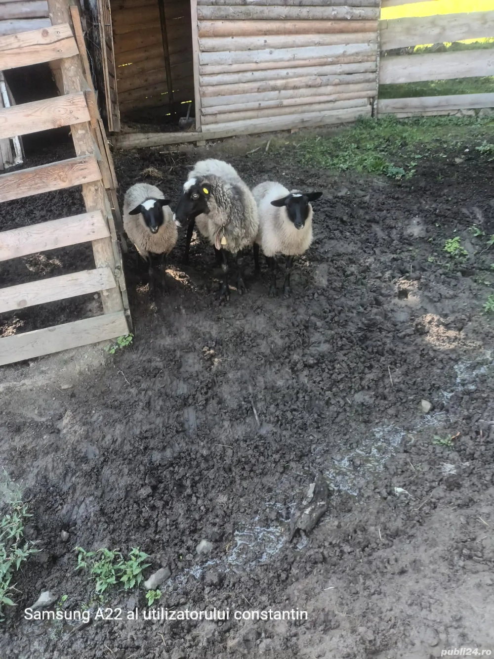 Vand oi romanov de prasila 