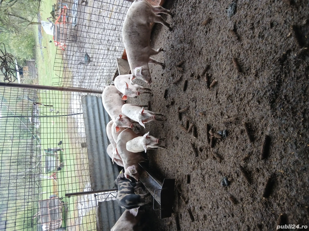 vînd purcei  vînd purcei