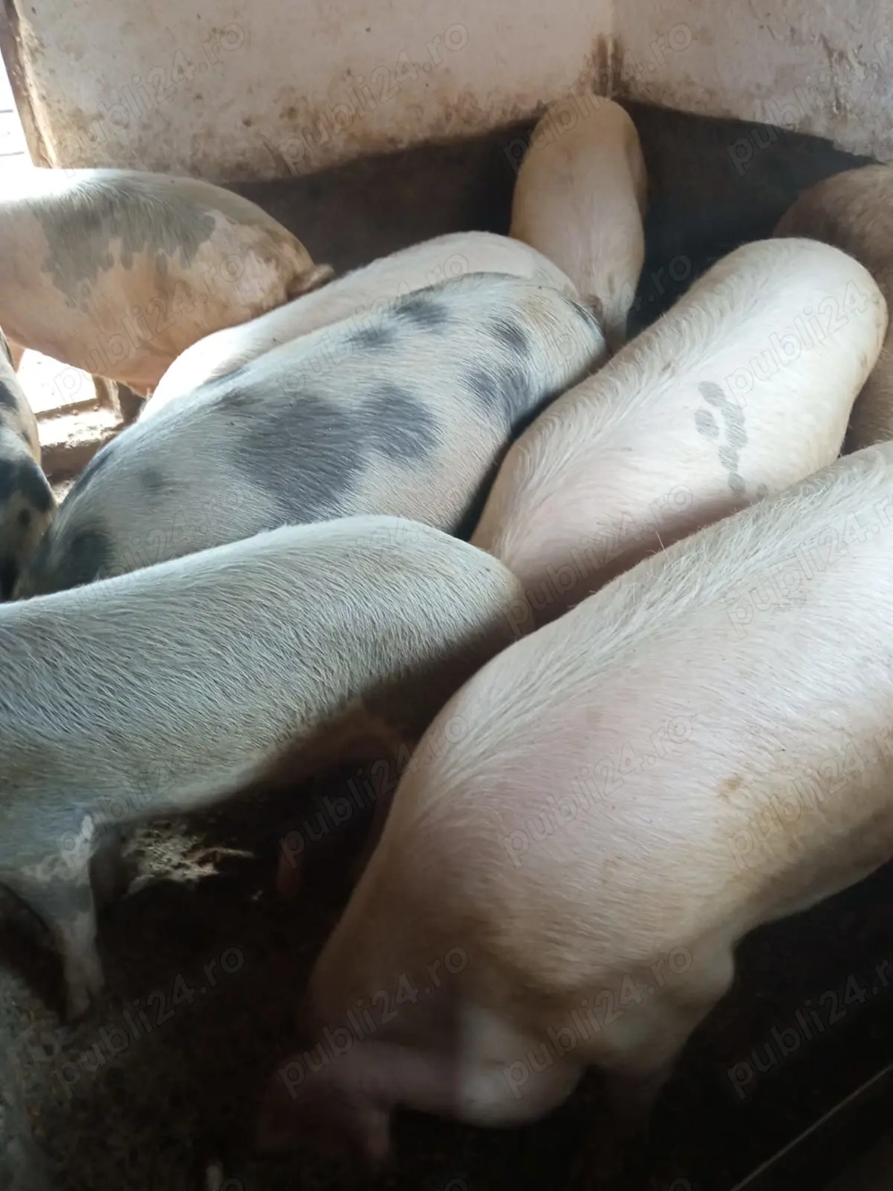 Porci de vânzare, vând porci cu greutate intre 100 și 250 kg. Pret 1 ron.