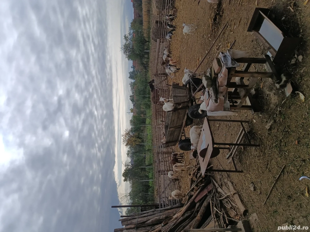 Vand capre Vand capre