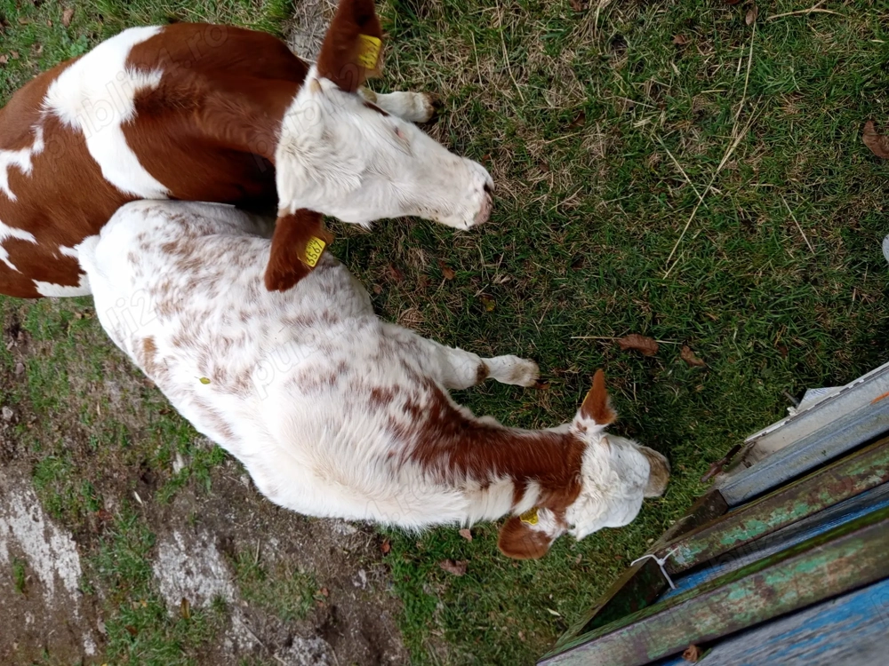 Vind vitei bălțați  Vind vitei bălțați