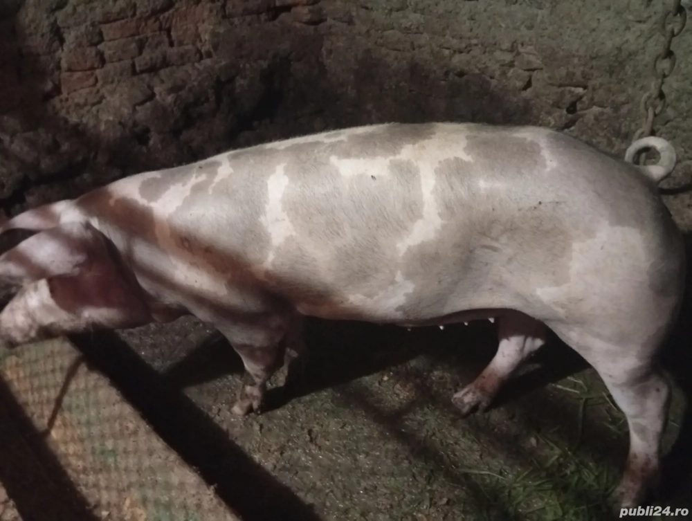 vind porc de carne detali la telefon  vind porc de carne detali la telefon