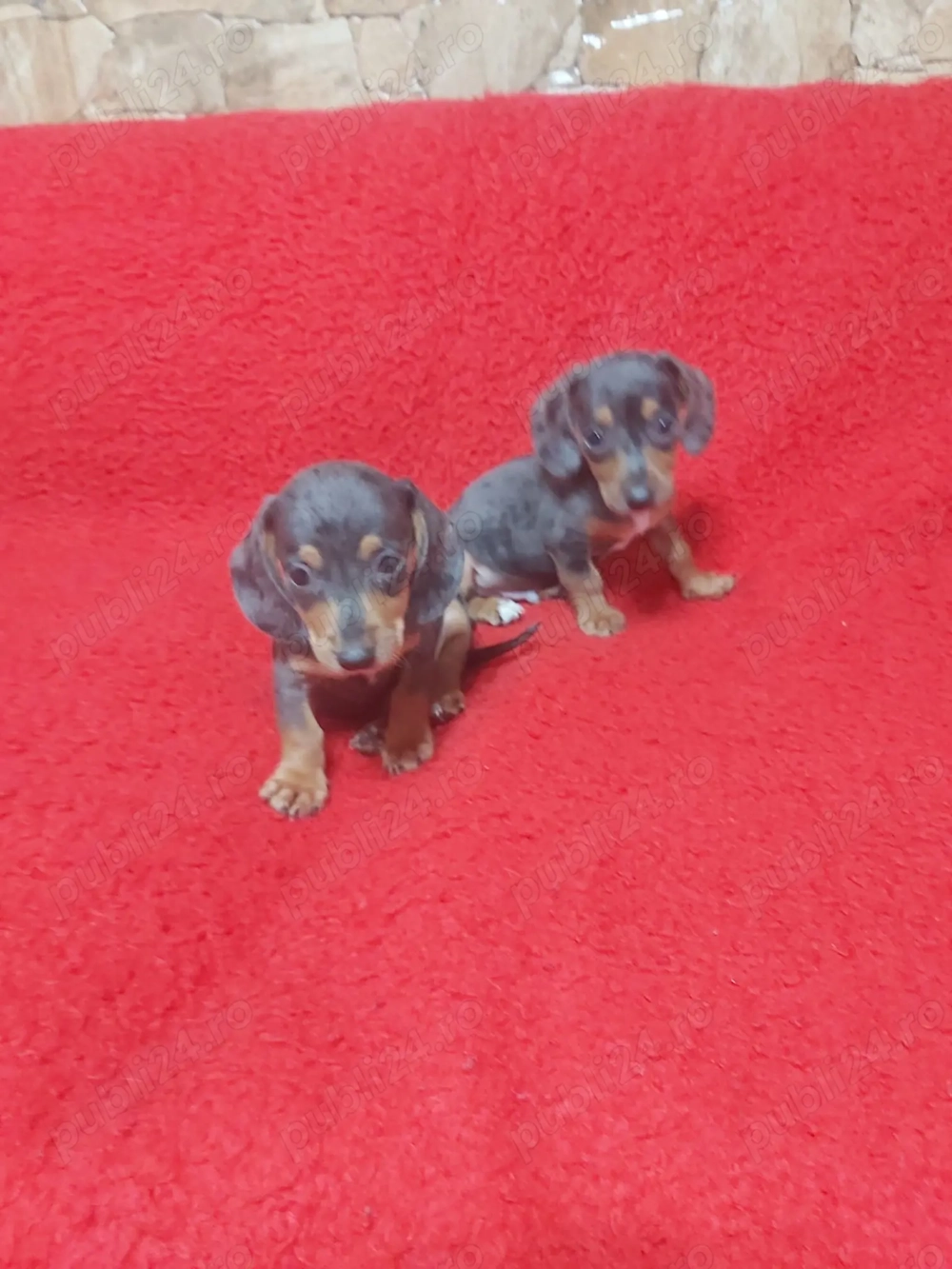 Pui teckel blue merle