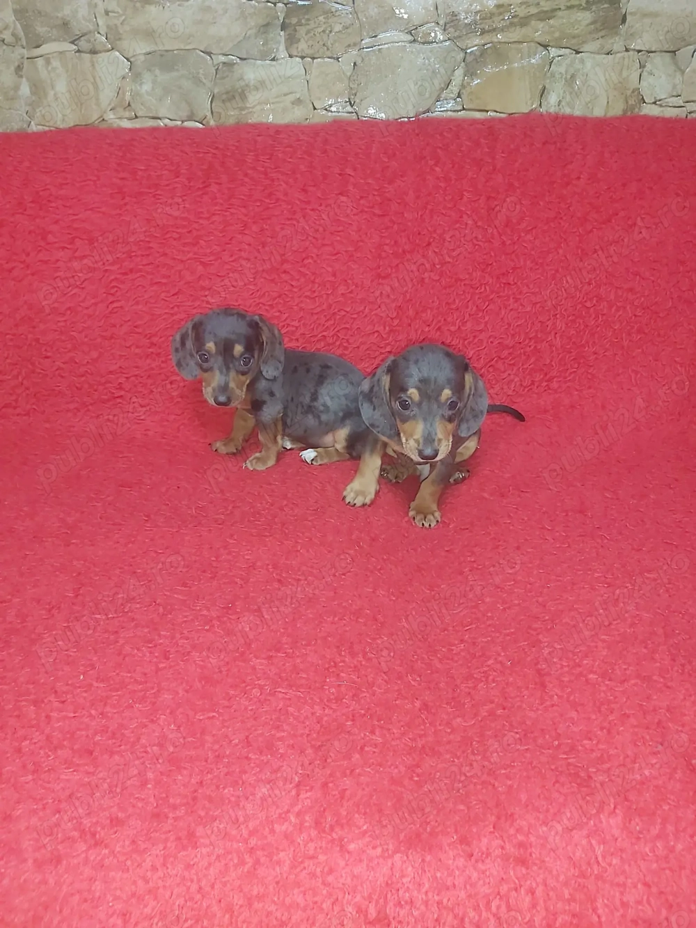 Pui teckel blue merle