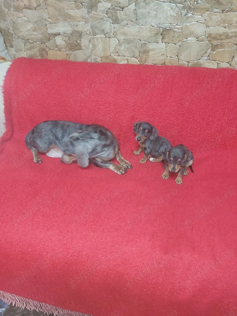 Pui teckel blue merle