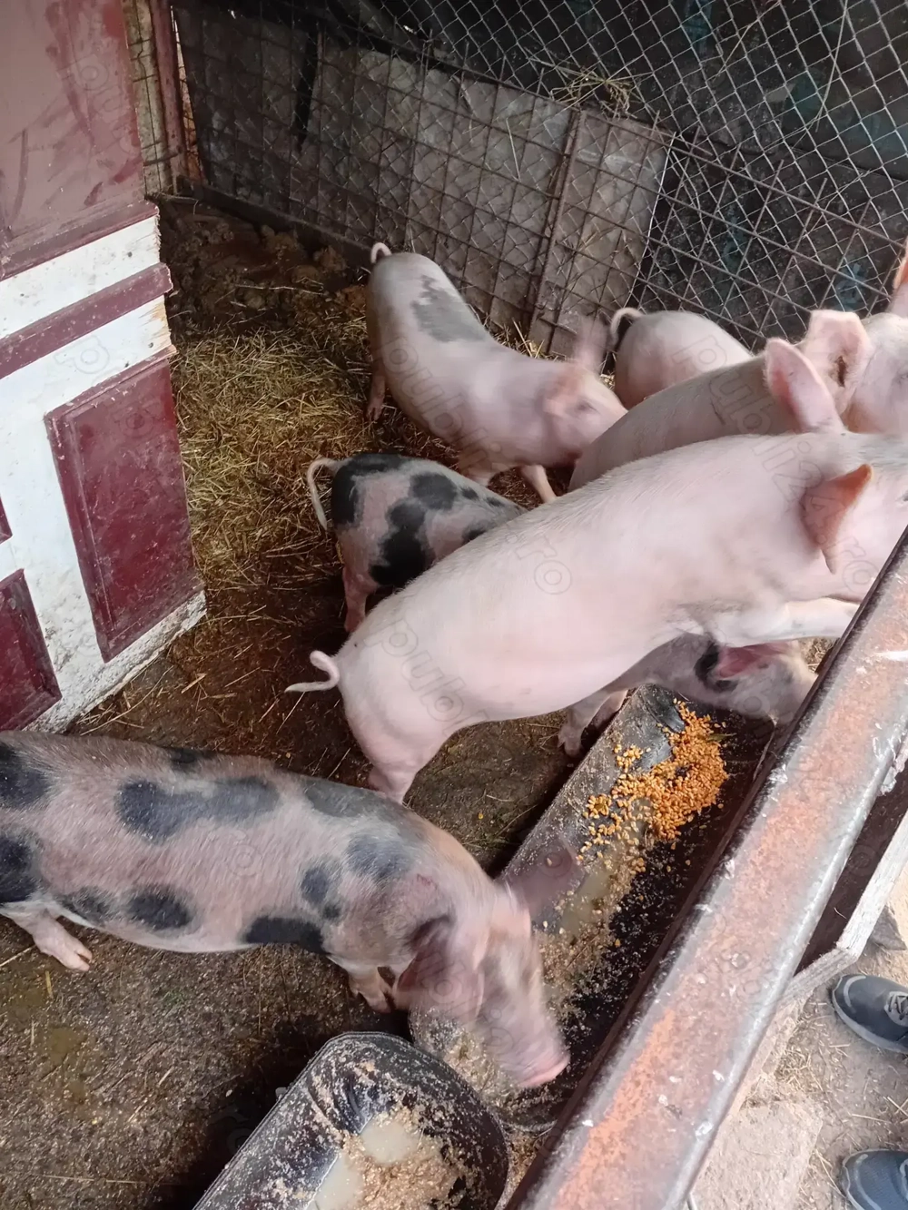 De vânzare purcei de 6 săptămâni.  