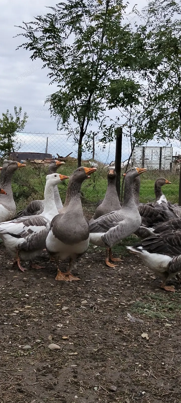 Păsări de curte , găini,pui  gâște  Păsări de curte , găini,pui  gâște
