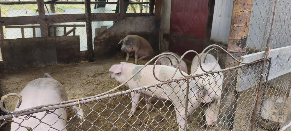 Vănd porci Vănd porci