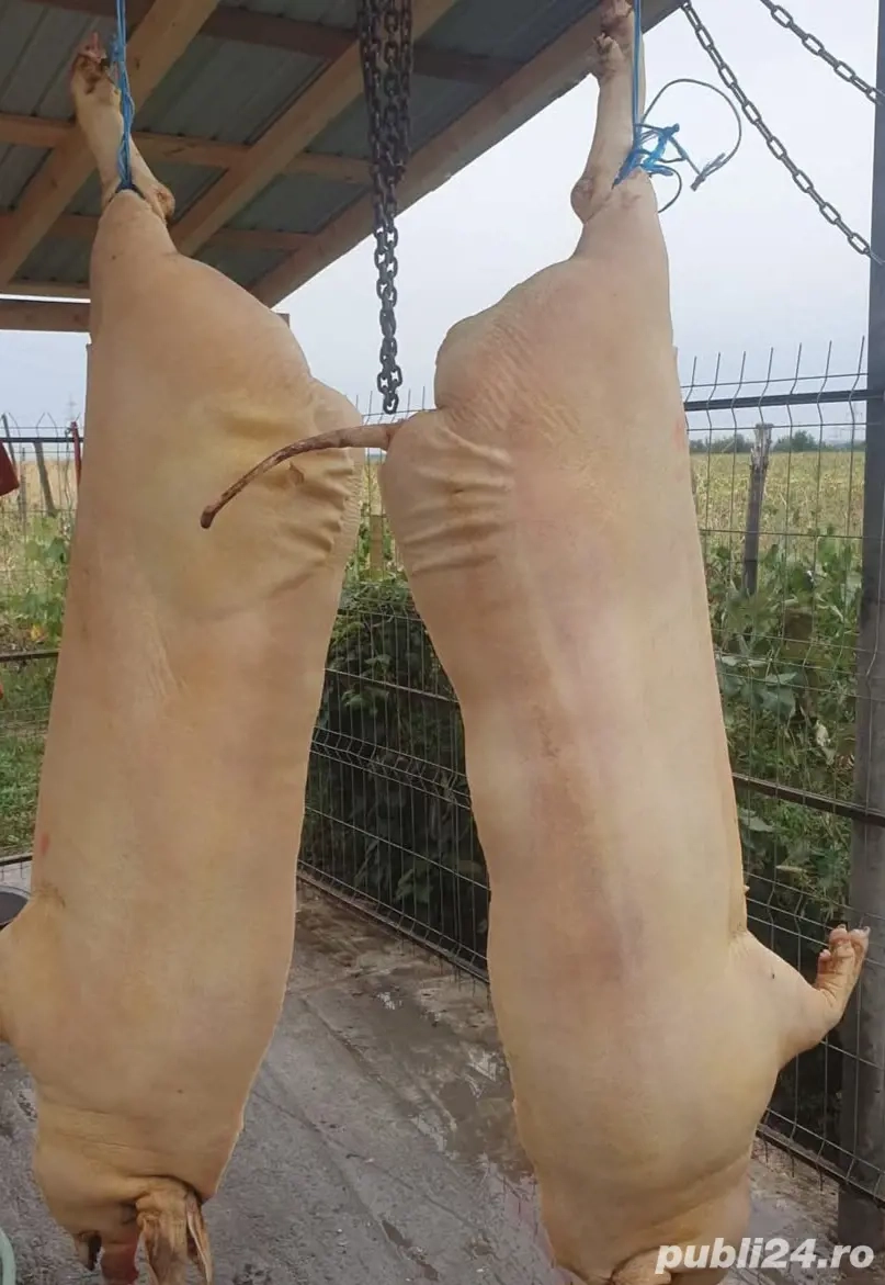 Porci Bio,crescuți în gospodărie proprie. 