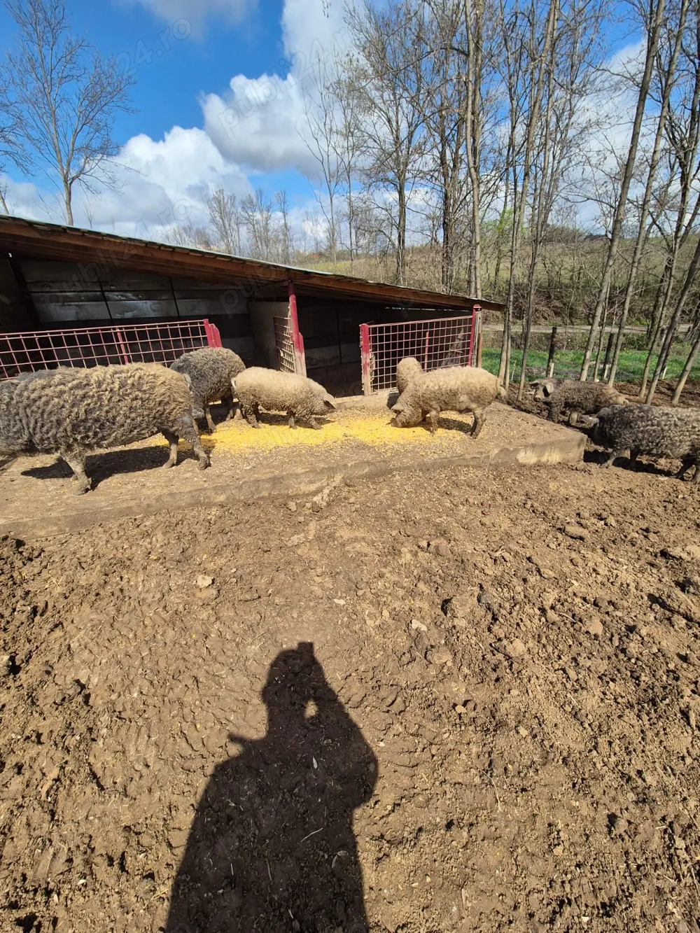 Porci Mangalita si purcei  Porci Mangalita si purcei