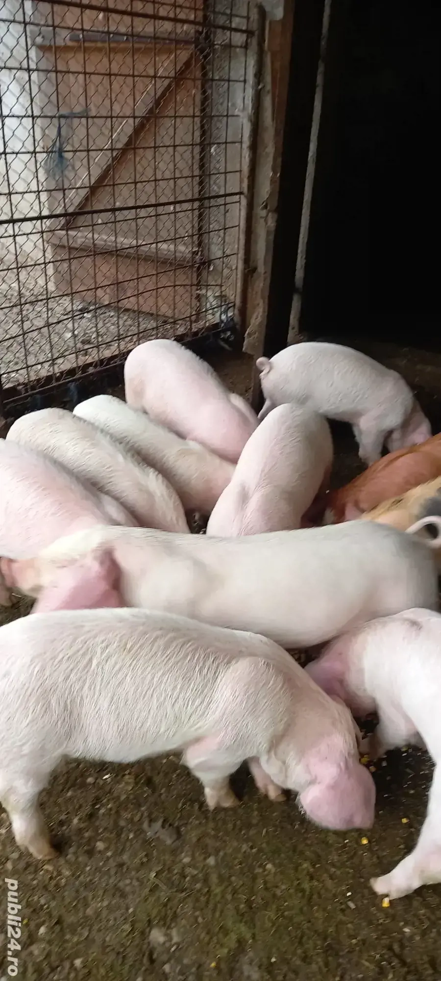 Purcei de vânzare, Cornereva Purcei de vânzare, Cornereva