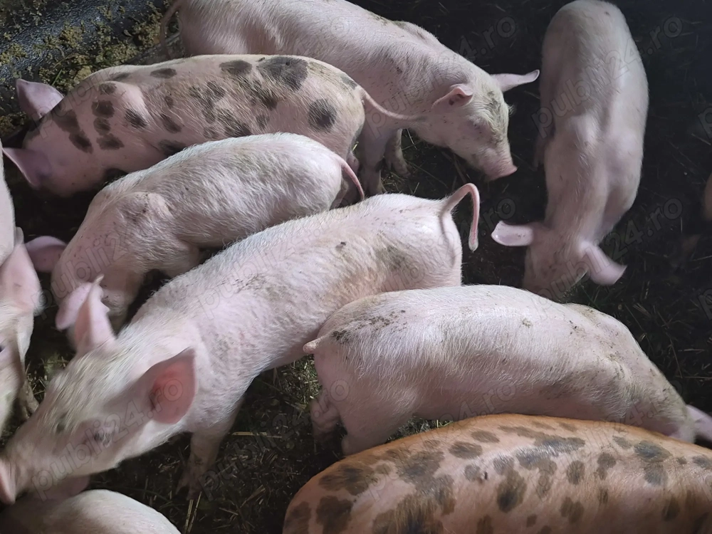 Vând purcei !!! Vând purcei !!!