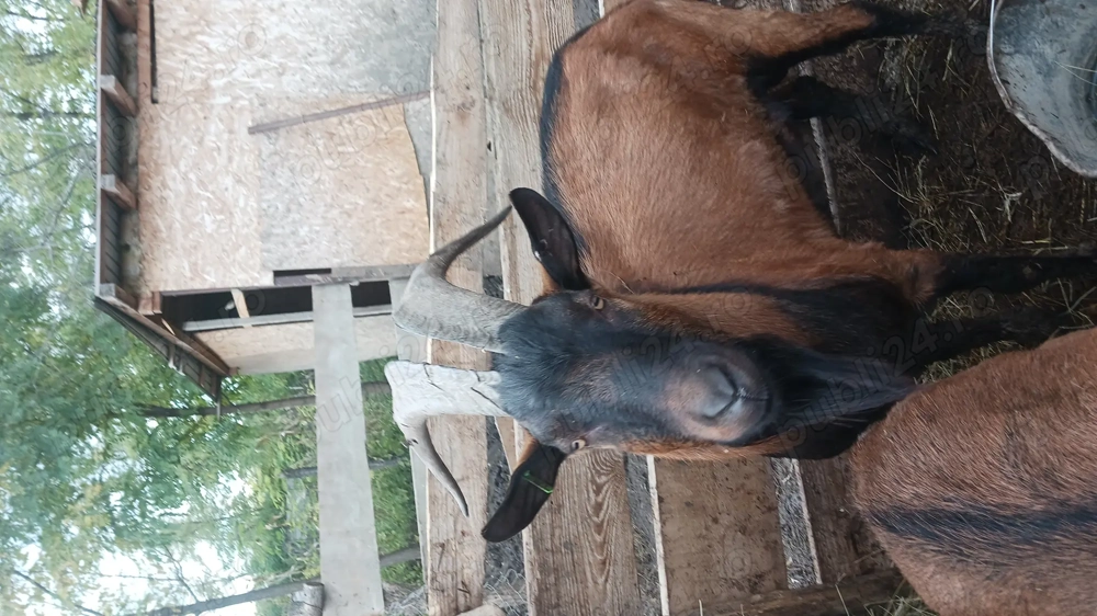 Țap de vânzare  Țap de vânzare