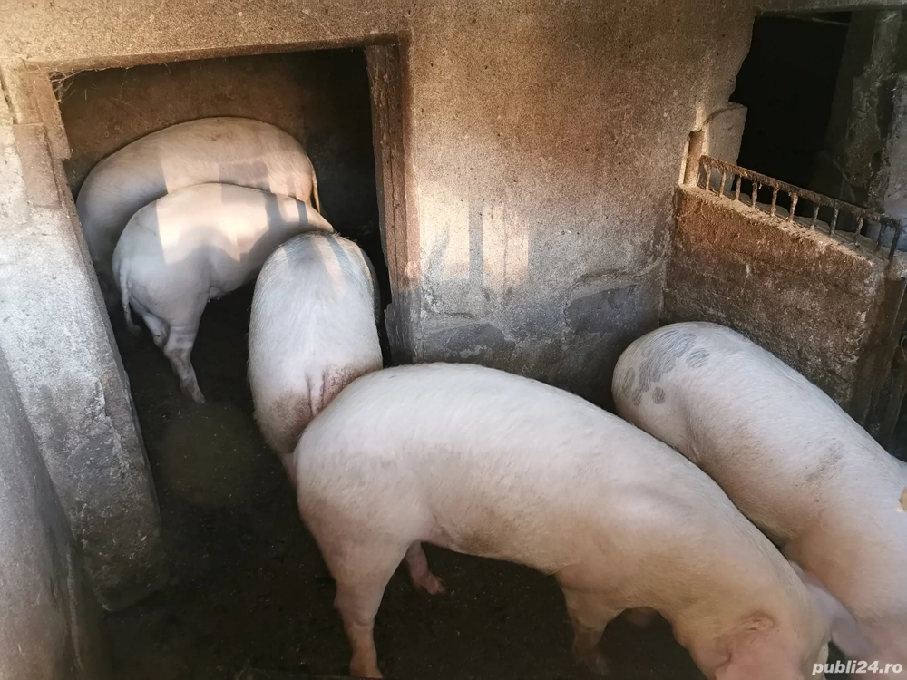 Porci frumoși de vânzare crescuți bio în gospodărie între 100-230 kg 