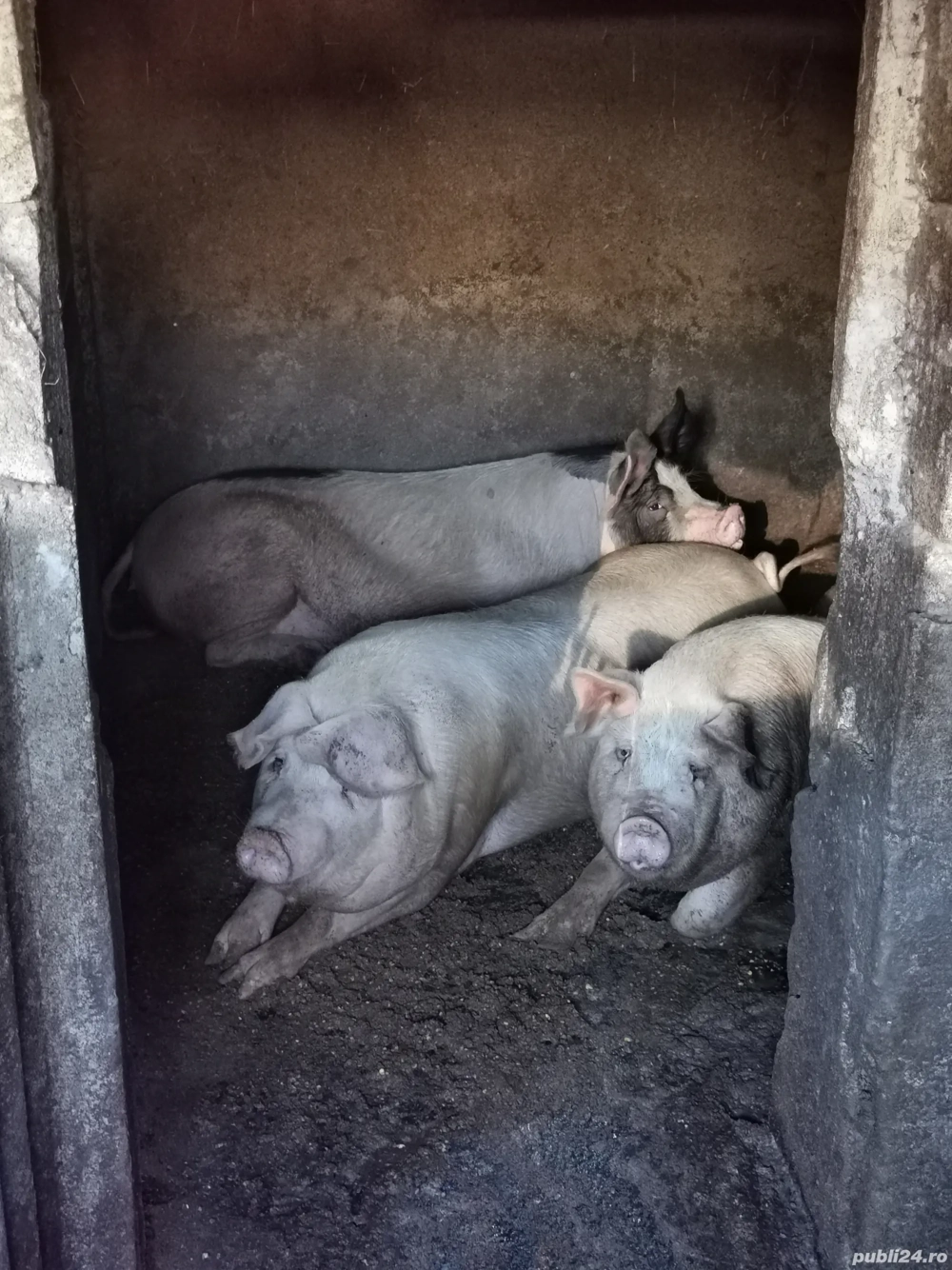 Porci crescuți bio în gospodărie cu cereale 