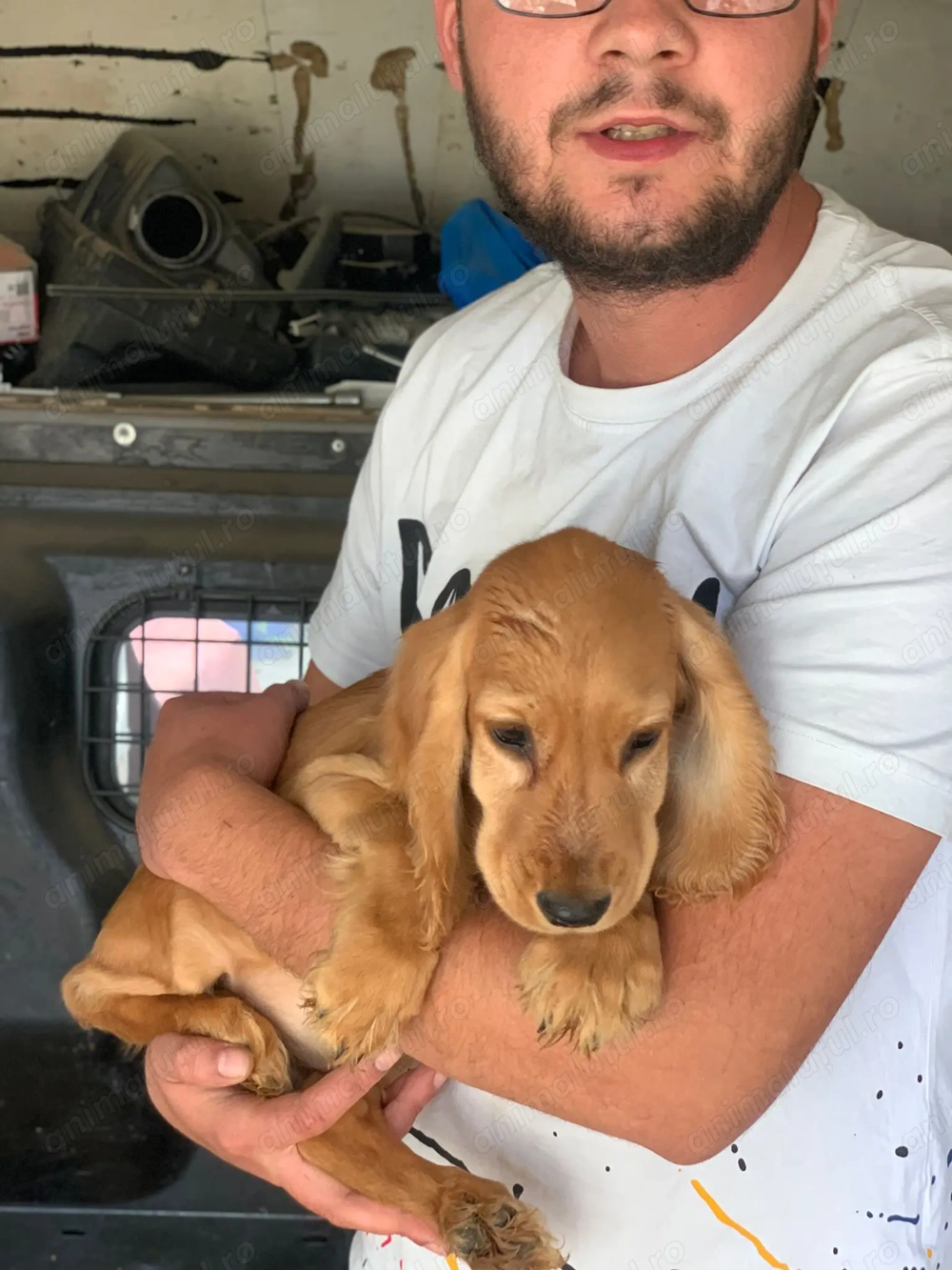 4 cățeluși Cocker în căutare de o nouă familie  4 cățeluși Cocker în căutare de o nouă familie