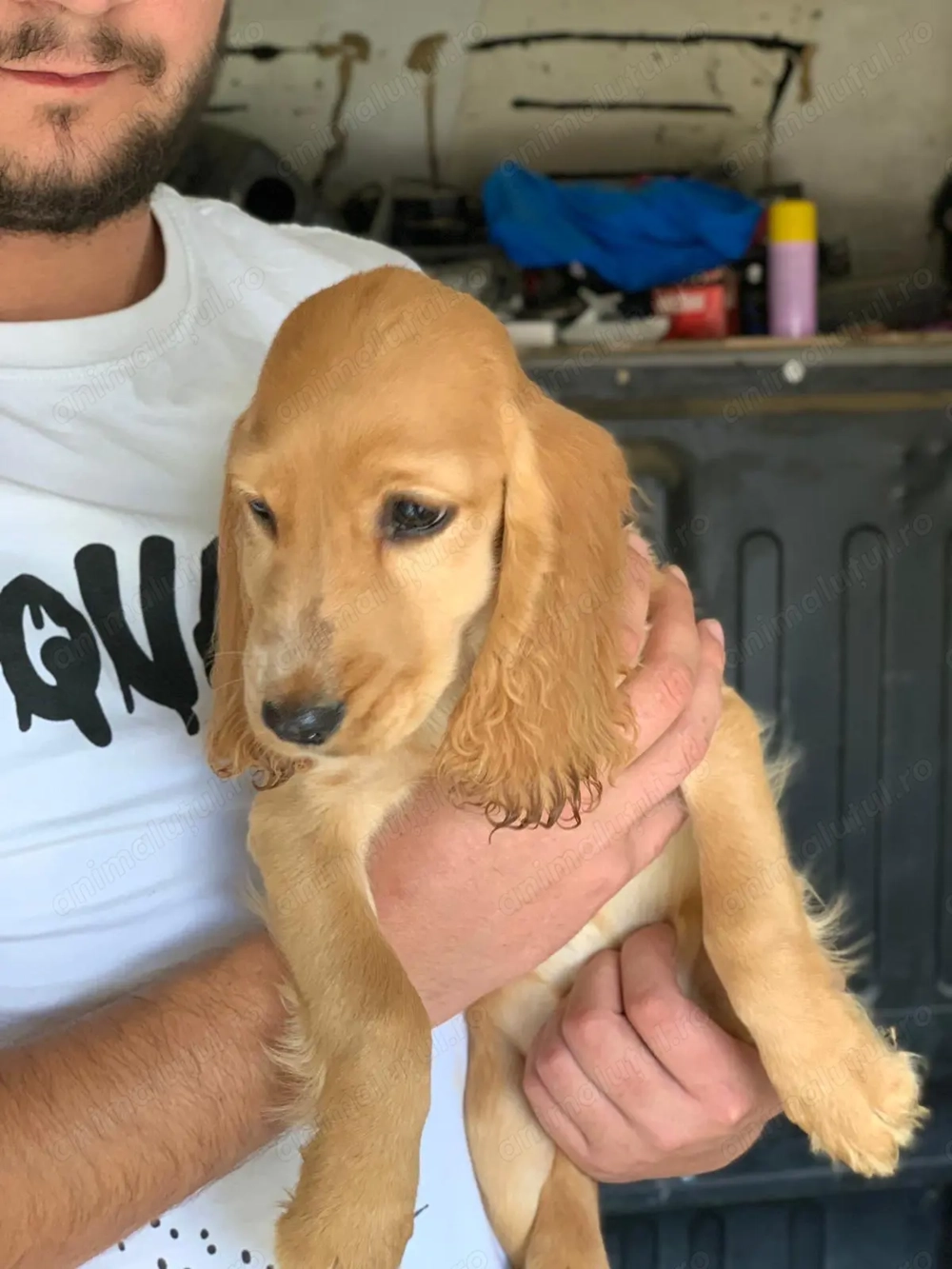 Băiat Cocker spaniel 