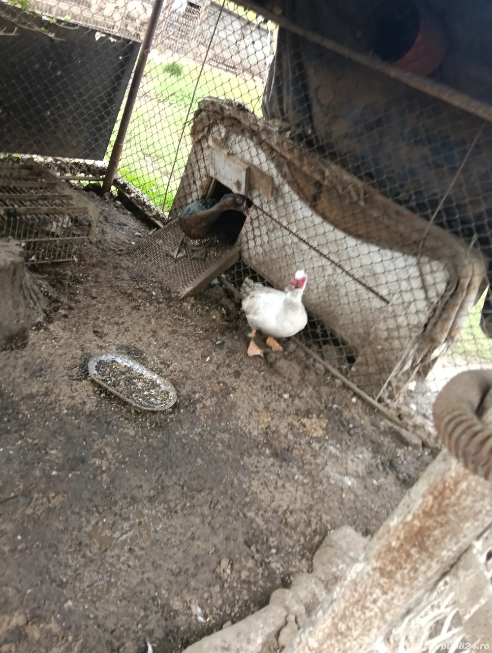 Rate mute,lesesti! Rate mute,lesesti!