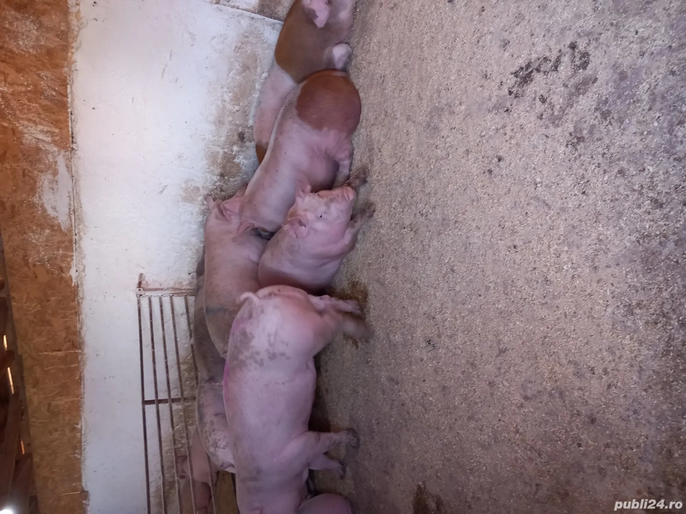 Porci de carne Porci de carne