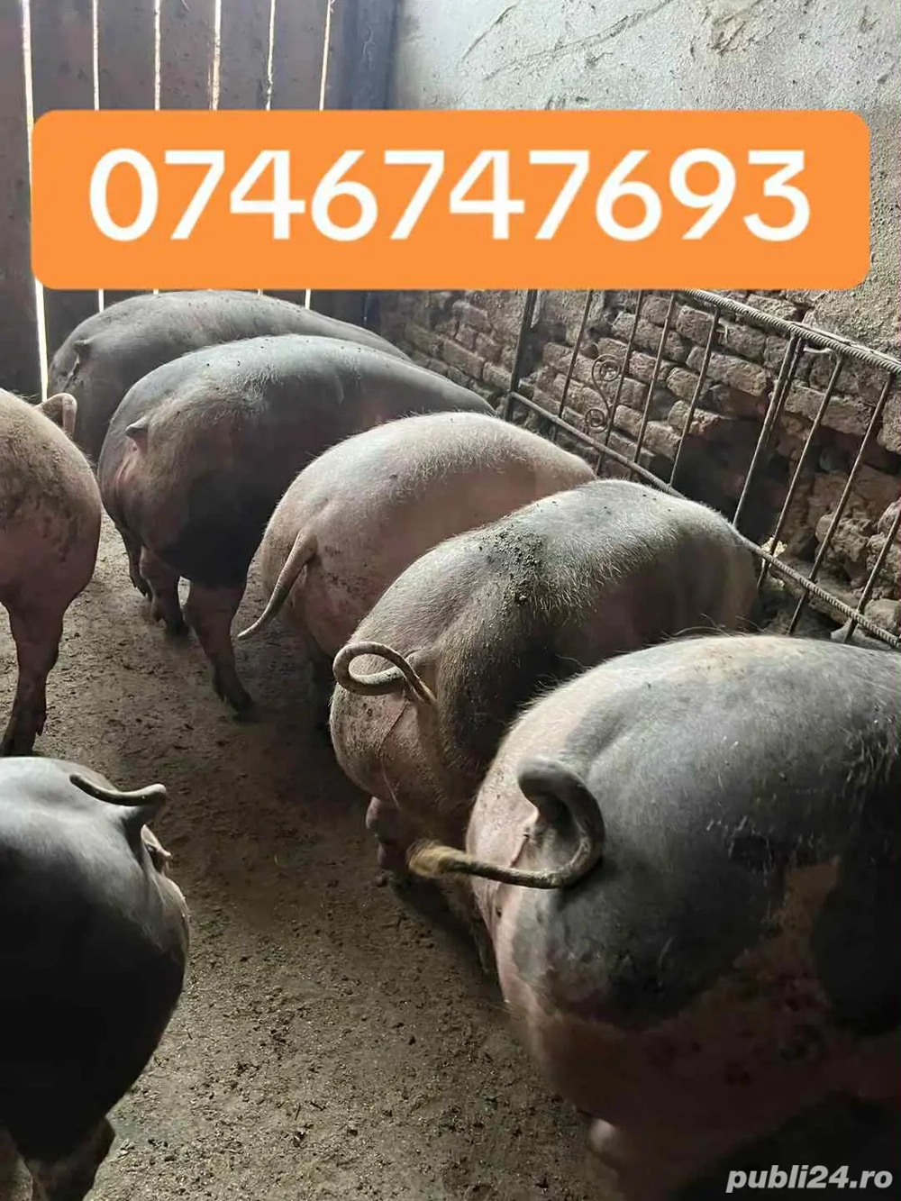 porci rasa de carne 80-250kg