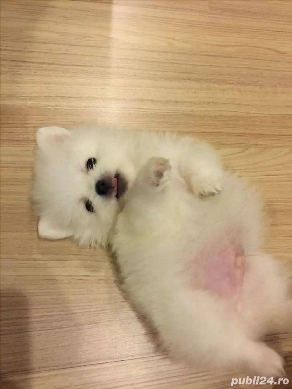 pui pomeranian vanzare 