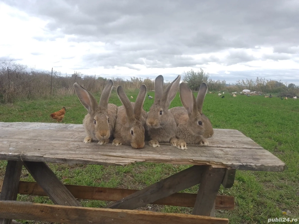 iepuri de rasa iepuri de rasa