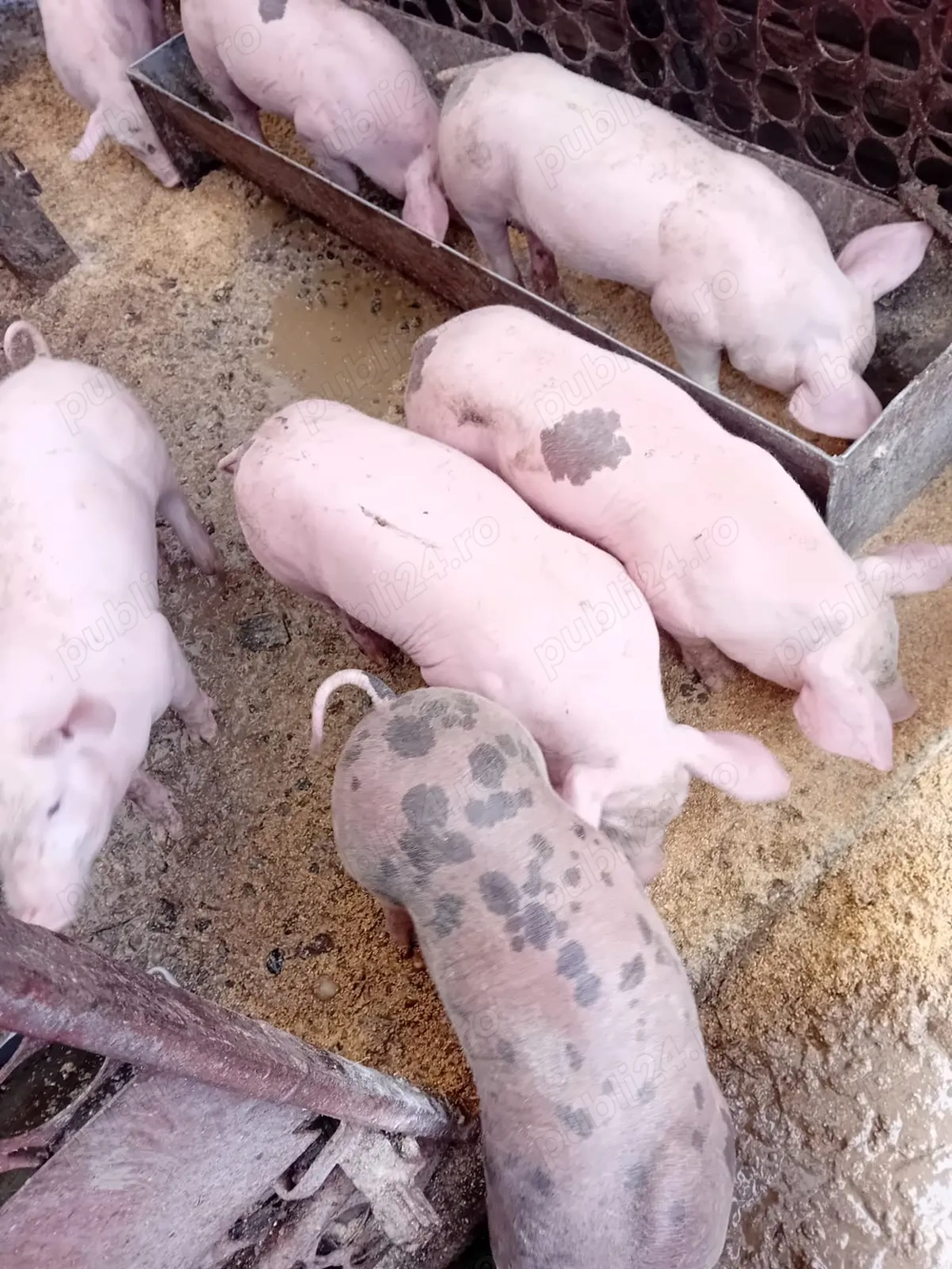 Vand purcei de 8 saptamani