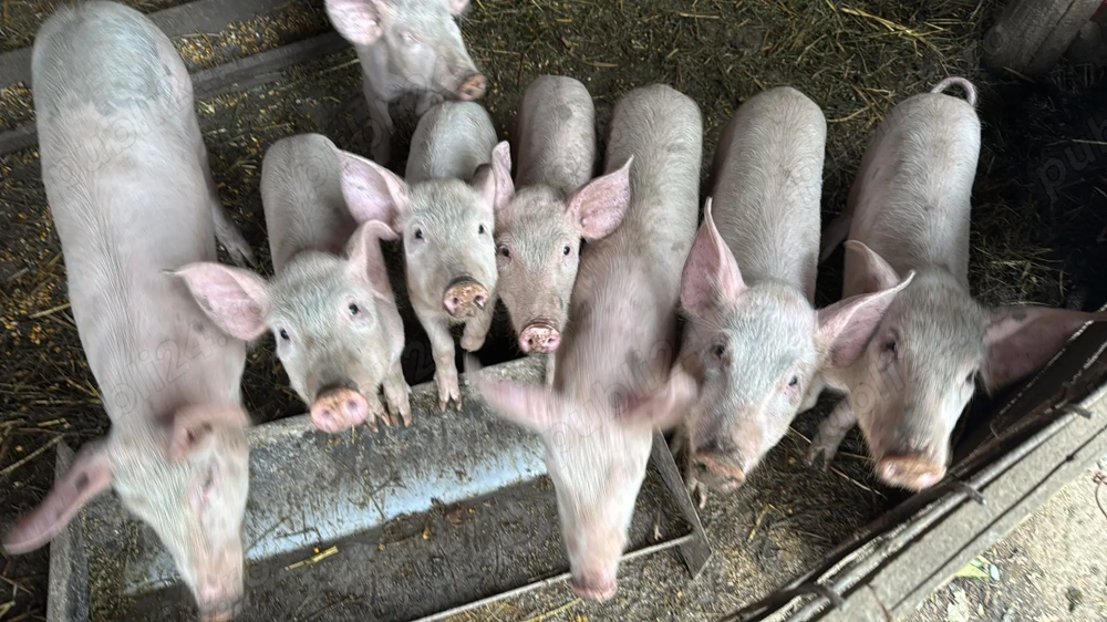 Vand purcei 5 luni Vand purcei 5 luni