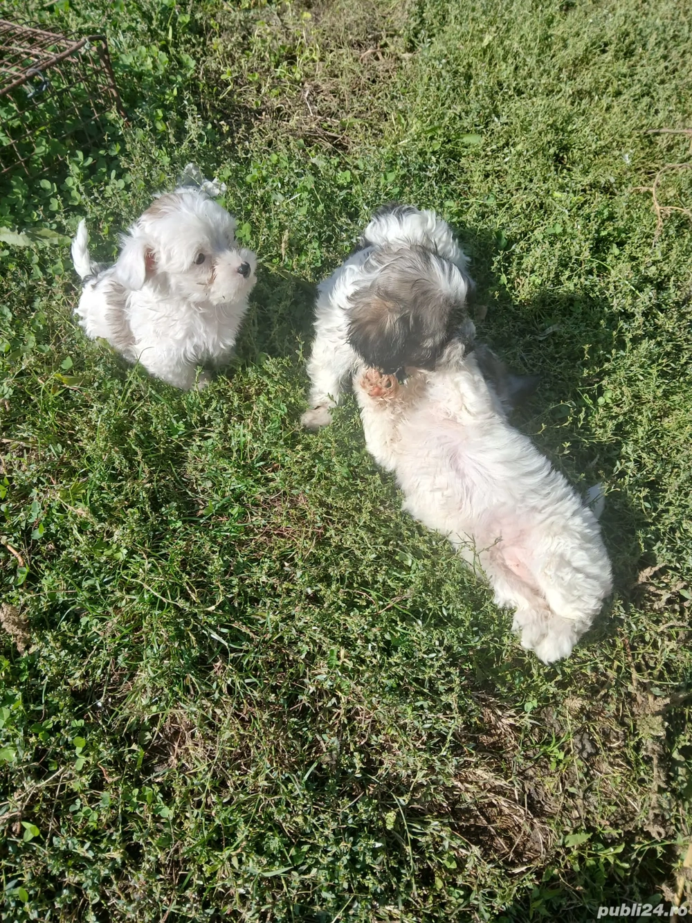 Bishoni Havanezi Bishoni Havanezi