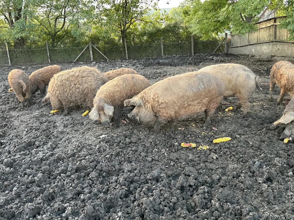 Vănd porci mangalita 