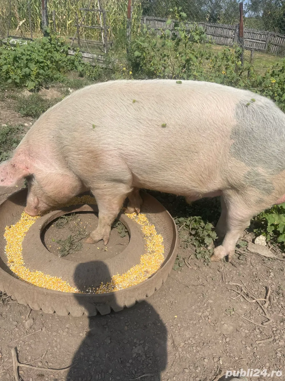 de vanzare  vier  de vanzare  vier