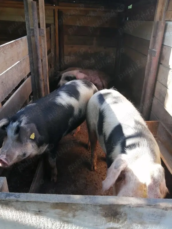 Porc de vânzare crescut  natural 