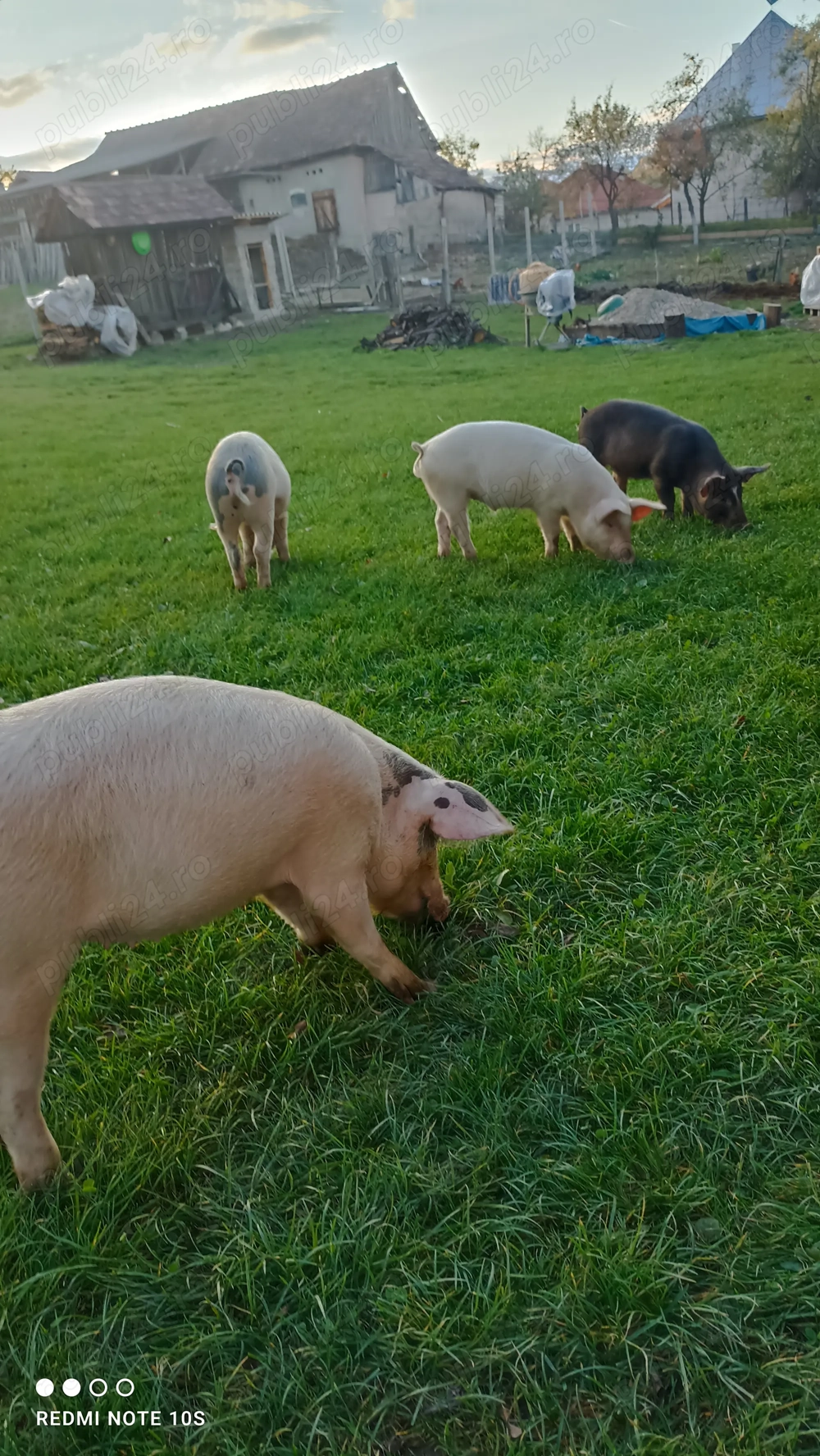 Vând purcei de 30 35kg