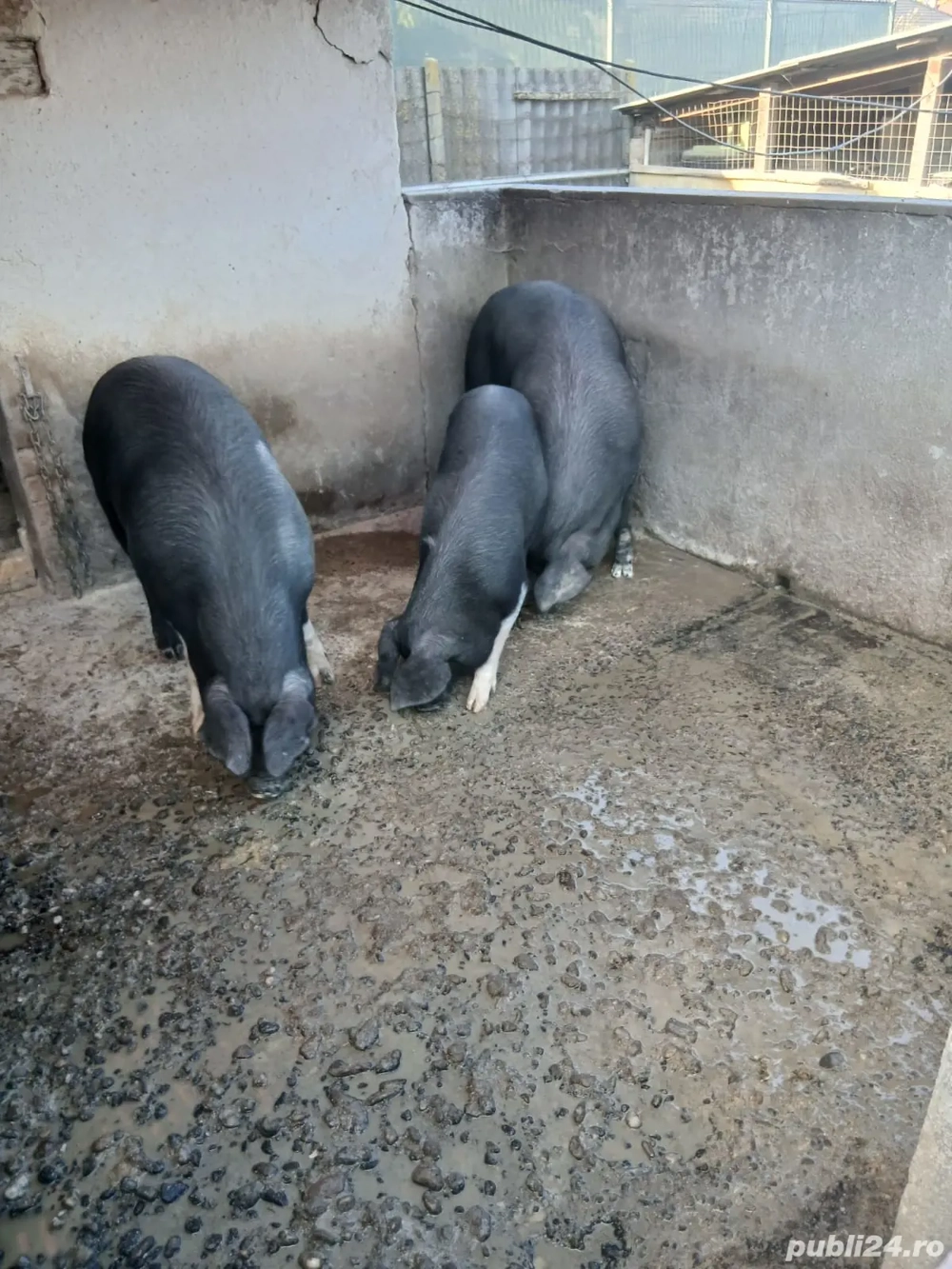 Vand porci grași  Vand porci grași