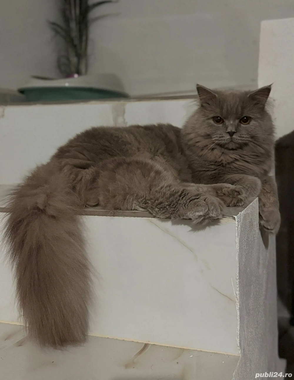 british long hair  british long hair