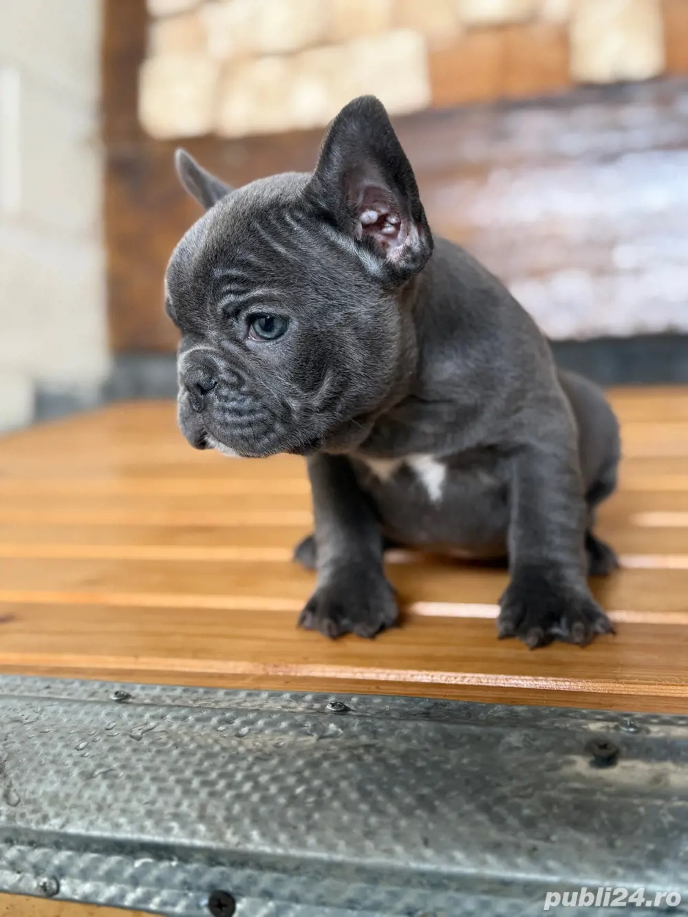 bulldog francez blue F 