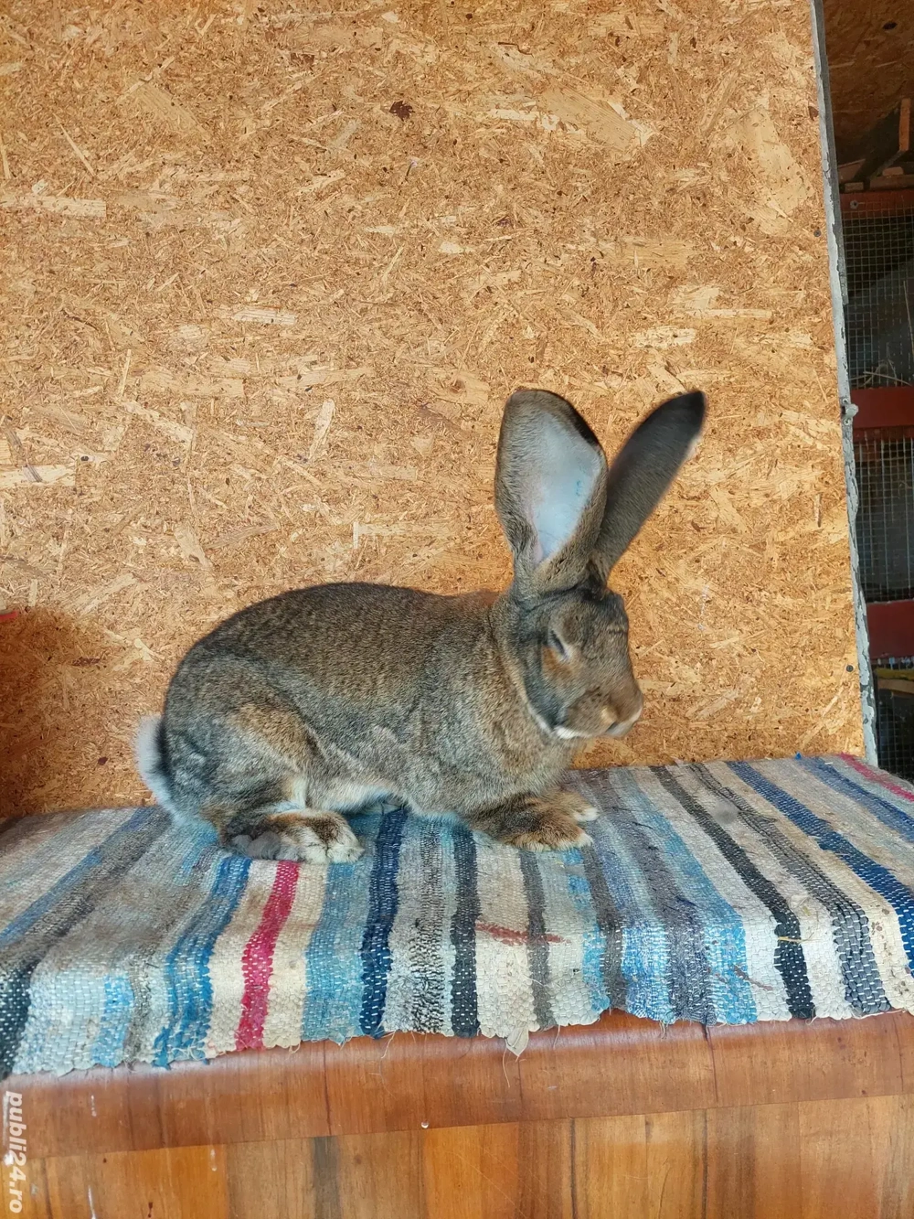 urias german  urias german