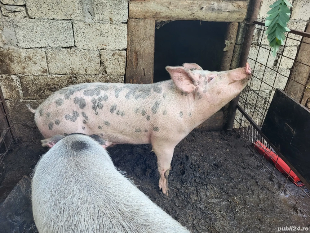 Vand porci  Vand porci