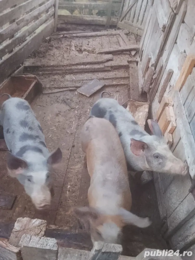 Vând porci  Vând porci