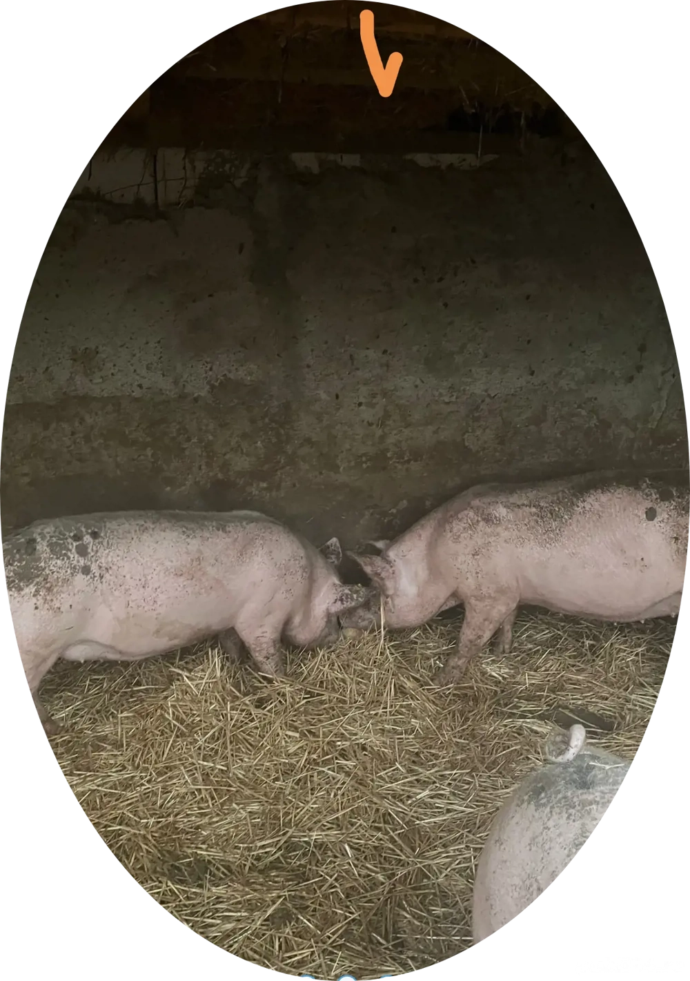 Porci de vânzare 