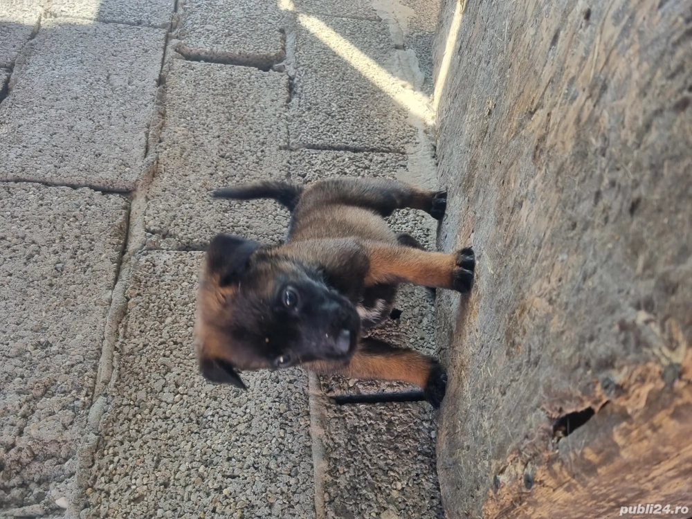 lup belgian malinois lup belgian malinois