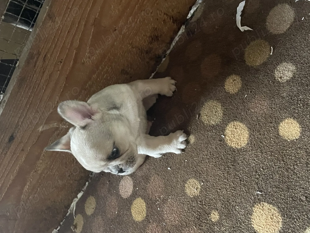 Vand pui buldog francez