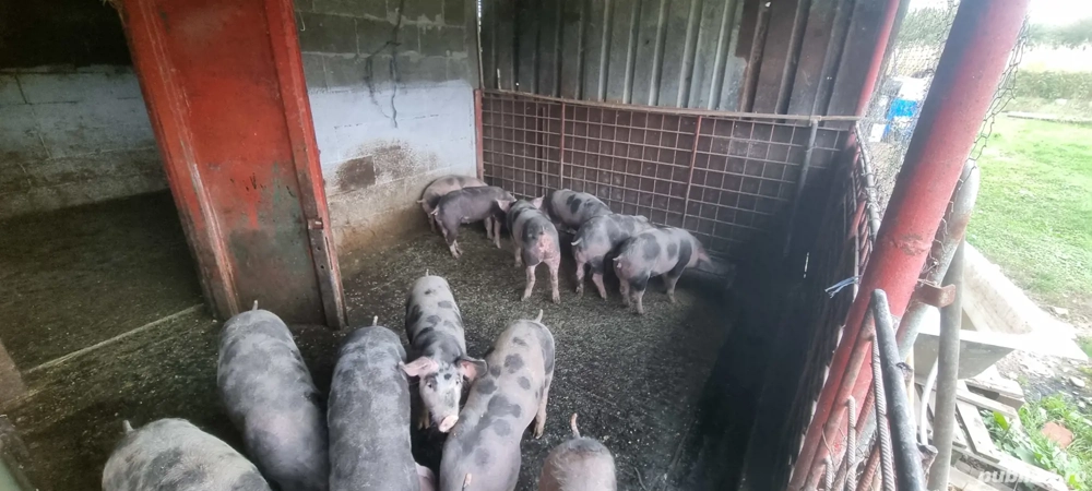 Purcei de vânzare Purcei de vânzare