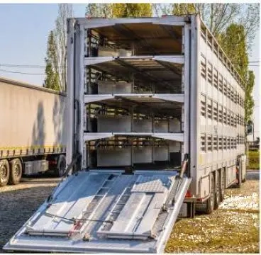 Achiziții miei de lapte