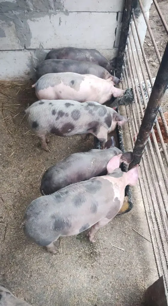 Vand purcei 6 saptamani  Vand purcei 6 saptamani