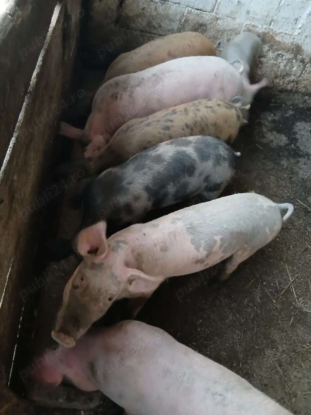 Vând purcei 500 de lei bucata Vând purcei 500 de lei bucata