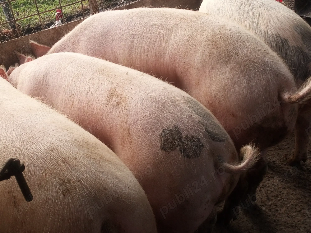 Porci grași crescuți bio  Porci grași crescuți bio