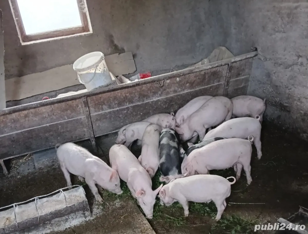 Purcei de vanzare Purcei de vanzare